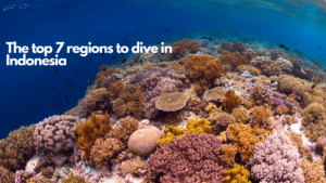 photo of coral reef with colours against dark blue water background and fish