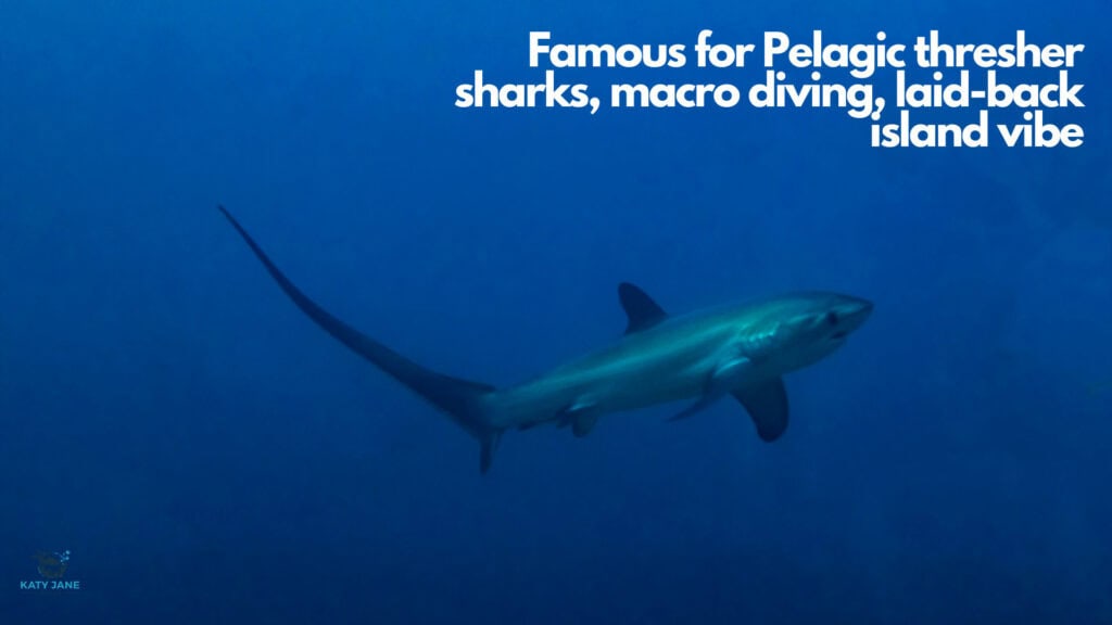 shark with long tail underwater in deep blue