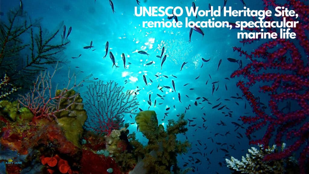 underwater coral reef with fish and light blue water