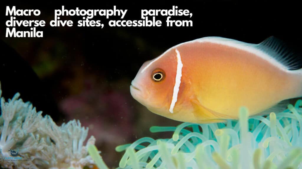 clownfish and anemone close up